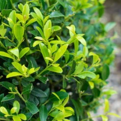 Stechpalme 'Impala®' Kugel, 3er-Set, Höhe 20-25 Cm, Topf 5 Liter -Naturgrün Verkaufsgeschäft 0410450790 Ilex max Impala 3 104013