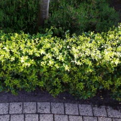 Stechpalme 'Impala®', 10er-Set, Höhe 30-40 Cm, Topf 2 Liter -Naturgrün Verkaufsgeschäft 0410450790 Ilex max Impala 5 104012 1