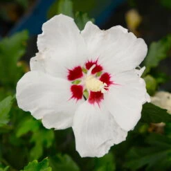 Kölle Garten-Hibiskus, Hibiscus Syriacus 'Red Heart', Weiß, Im Topf 5 Liter -Naturgrün Verkaufsgeschäft 0410900484 Hibiscus Red Heart weiss rote Mitte 5 113955