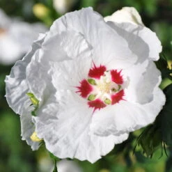 Kölle Garten-Hibiskus, Hibiscus Syriacus 'Red Heart', Weiß, Im Topf 5 Liter -Naturgrün Verkaufsgeschäft 0410900484 Koelle Hibiscus Red Heart 104168