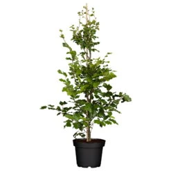 Rotbuche (Fagus Sylvatica), 30er-Set, Höhe 80-100 Cm, Topf 5 L -Naturgrün Verkaufsgeschäft 0410940081 Fagus sylvatica2 85603
