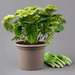 Kölle Gartenhortensie Ball Blau, 4/5 Liter Topf 11 Kölle Gartenhortensie Ball Blau, 4/5 Liter Topf -Naturgrün Verkaufsgeschäft 0415100097 hydrangea mac ball blau 11 125072