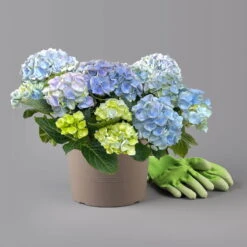 Kölle Gartenhortensie Ball Blau, 4/5 Liter Topf 10 Kölle Gartenhortensie Ball Blau, 4/5 Liter Topf -Naturgrün Verkaufsgeschäft 0415100097 hydrangea mac ball blau 2 125071