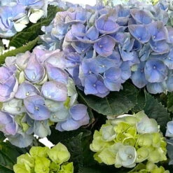 Kölle Gartenhortensie Ball Blau, 4/5 Liter Topf 13 Kölle Gartenhortensie Ball Blau, 4/5 Liter Topf -Naturgrün Verkaufsgeschäft 0415100097 hydrangea mac ball blau 4 125074
