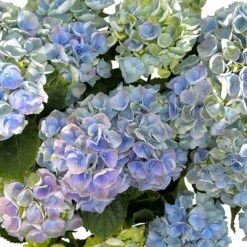 Kölle Gartenhortensie Ball Blau, 4/5 Liter Topf 12 Kölle Gartenhortensie Ball Blau, 4/5 Liter Topf -Naturgrün Verkaufsgeschäft 0415100097 hydrangea mac ball blau 5 125073