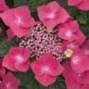 Kölle Tellerhortensie, Hydrangea Macropylla, Rot, Im 5 Lt. Topf