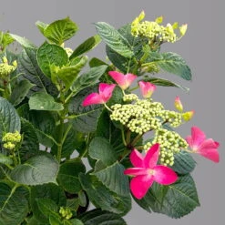 Kölle Tellerhortensie, Hydrangea Macropylla, Rot, Im 5 Lt. Topf -Naturgrün Verkaufsgeschäft 0415100671 hydrangea mac teller rot 4 125091