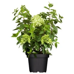 Zwerg-Rispenhortensie, Hydrangea Paniculata 'Little Lime'®, Im 5 Liter Topf -Naturgrün Verkaufsgeschäft 0415300161 Hydrangea pan Little Lime1 78191 1