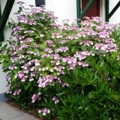 Japanische Berg-Hortensien 'Blue Deckle' & 'Blue Bird', 2er-Set, Topf 4 Liter -Naturgrün Verkaufsgeschäft 0415500167 Hydrangea serrata Blue Deckle Blue Bird 2 104398