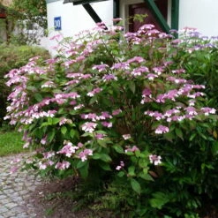 Japanische Berg-Hortensien 'Blue Deckle' & 'Blue Bird', 2er-Set, Topf 4 Liter -Naturgrün Verkaufsgeschäft 0415500167 Hydrangea serrata Blue Deckle Blue Bird 3 104399