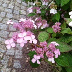 Japanische Berg-Hortensien 'Blue Deckle' & 'Blue Bird', 2er-Set, Topf 4 Liter -Naturgrün Verkaufsgeschäft 0415500167 Hydrangea serrata Blue Deckle Blue Bird 4 104400