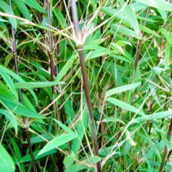 Schwarzer Gartenbambus 'Black Pearl', 15er-Set, Höhe 80-100 Cm, Topf 10 Liter