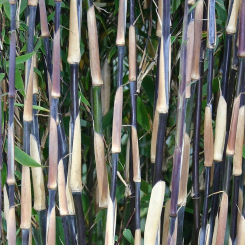 Roter Zebrabambus "Red Zebra"®, 10er-Set, Höhe 80-100 Cm, Topf 15 Liter – Bild 2