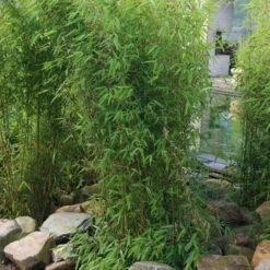 Aufrechter Gartenbambus 'Obelisk'(S), 15er-Set, Topf 10 Liter