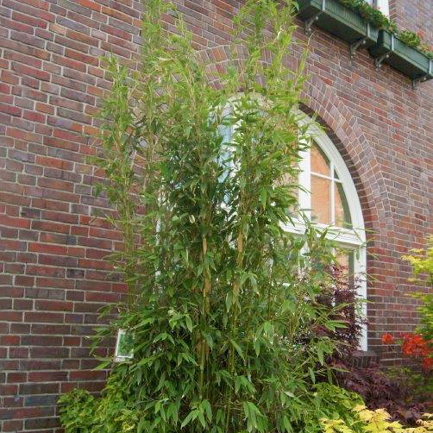 Säulenbambus 'Maasai'EUⓈ, Höhe Ca. 80-100 Cm, Topf 10 Liter 1 Säulenbambus 'Maasai'EUⓈ, Höhe Ca. 80-100 Cm, Topf 10 Liter