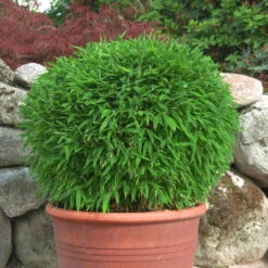 Kleiner Formschnittbambus 'Moontears'® EU-S - Kugel, 2er-Set, Topf 7,5 Liter