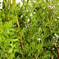 Lebensbaum 'Brabant', 30er-Set, Höhe 80-100 Cm, Topf 10 Liter -Naturgrün Verkaufsgeschäft 0430380110 0430380111 Thuja occ Brabant 2 111703