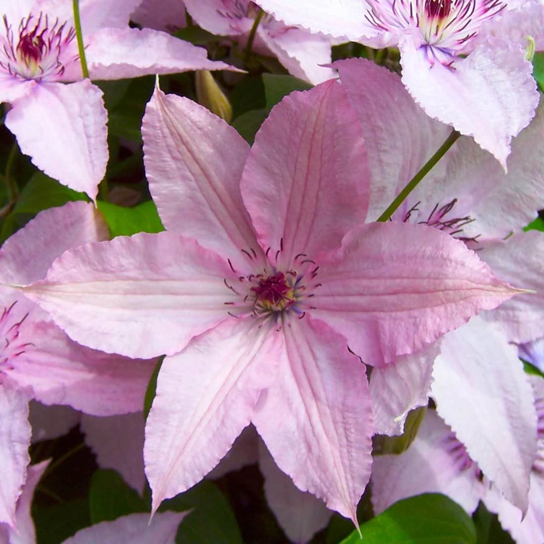 Clematis 'Hagley Hybrid', 2er-Set, Rosa, Höhe 60-80 Cm, Topf 2 Liter 1 Clematis 'Hagley Hybrid', 2er-Set, Rosa, Höhe 60-80 Cm, Topf 2 Liter