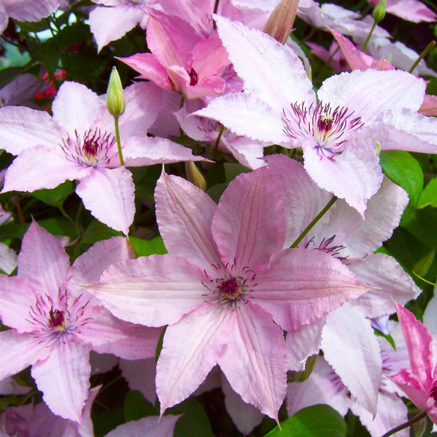 Clematis 'Hagley Hybrid', 2er-Set, Rosa, Höhe 60-80 Cm, Topf 2 Liter 2 Clematis 'Hagley Hybrid', 2er-Set, Rosa, Höhe 60-80 Cm, Topf 2 Liter – Bild 2