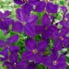 Clematis 'Polish Spirit', 2er-Set, Purpur, Höhe 60-80 Cm, Topf 2 Liter