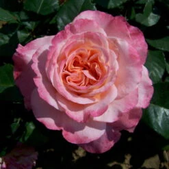 Duftende Edelrose 'Augusta Luise®', Rose-aprikot, Doppelbogen, Topf 10 Liter -Naturgrün Verkaufsgeschäft 0460100285 Augusta Luise RGB 5925