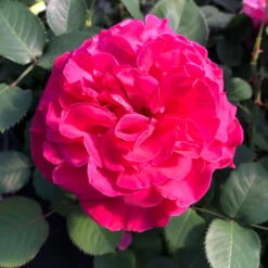 Stammrose 'Kölle's Rosensymphonie'®, Edelrose, Stammhöhe 60 Cm Im 7,5 Liter Topf -Naturgrün Verkaufsgeschäft 0460100701 KB Koelles Rosensymphonie Edelrose Cont 6l 02 51150