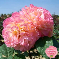 Duftende Edelrose 'Augusta Luise®', Rose-aprikot, Doppelbogen, Topf 10 Liter -Naturgrün Verkaufsgeschäft 0460100704 KB Augusta Luise Premium Edelrose mEinklinker Duftrosenkollektion 49443