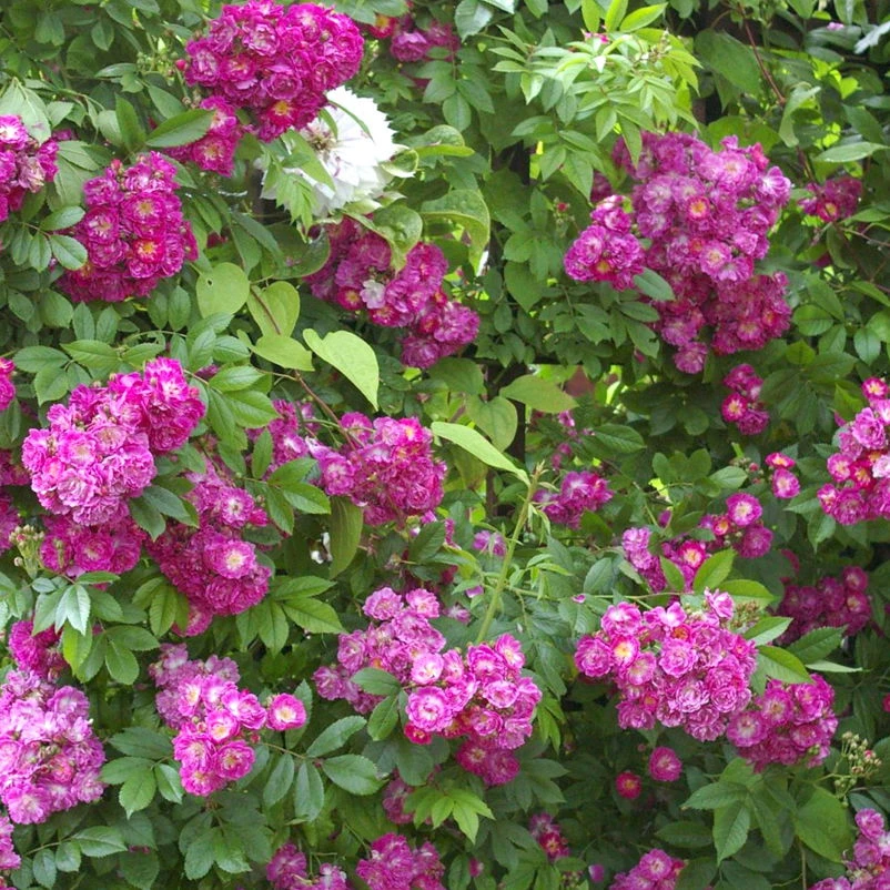 Ramblerrrose 'Perennial Blue®', Lila-rosa - Violett-blau, Topf 6 Liter 2 Ramblerrrose 'Perennial Blue®', Lila-rosa - Violett-blau, Topf 6 Liter – Bild 2