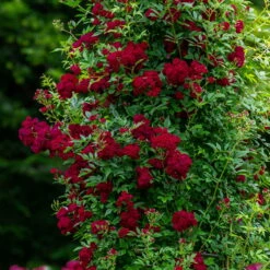 Ramblerrose 'Perennial Domino®', Magentarot, Topf 6 Liter 7 Ramblerrose 'Perennial Domino®', Magentarot, Topf 6 Liter -Naturgrün Verkaufsgeschäft 0460150067 Perennial Domino Premium Ramblerrose Co6lt magenta rot 118845