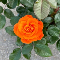 Beetrose 'Westzeit®', Orange-aprikot Bis Rosa, Topf 6 Liter -Naturgrün Verkaufsgeschäft 0460200487 Westzeit Beetrose orange apricot 7 126462