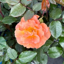 Beetrose 'Westzeit®', Orange-aprikot Bis Rosa, Topf 6 Liter -Naturgrün Verkaufsgeschäft 0460200487 Westzeit Beetrose orange apricot 8 126461