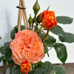 Beetrose 'Westzeit®', Orange-aprikot Bis Rosa, Topf 6 Liter -Naturgrün Verkaufsgeschäft 0460200487 beetrose westzeit premium 4 123885