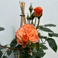 Beetrose 'Westzeit®', Orange-aprikot Bis Rosa, Topf 6 Liter -Naturgrün Verkaufsgeschäft 0460200487 beetrose westzeit premium 5 123887