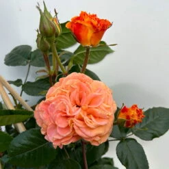 Beetrose 'Westzeit®', Orange-aprikot Bis Rosa, Topf 6 Liter -Naturgrün Verkaufsgeschäft 0460200487 beetrose westzeit premium 6 123886