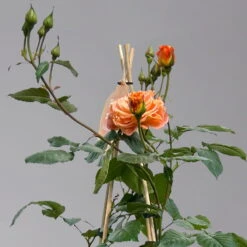 Beetrose 'Westzeit®', Orange-aprikot Bis Rosa, Topf 6 Liter -Naturgrün Verkaufsgeschäft 0460200487 beetrose westzeit premium1 124082