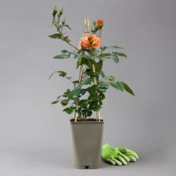 Beetrose 'Westzeit®', Orange-aprikot Bis Rosa, Topf 6 Liter -Naturgrün Verkaufsgeschäft 0460200487 beetrose westzeit premium 124081