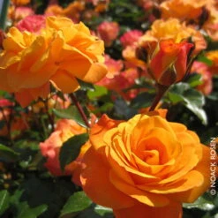 Beetrose 'Westzeit®', Orange-aprikot Bis Rosa, Topf 6 Liter -Naturgrün Verkaufsgeschäft 0460200487 Beetrose Westzeit RGB Copyright NEU 01 42092