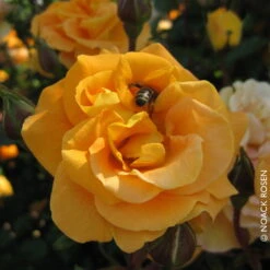 Beetrose 'Westzeit®', Orange-aprikot Bis Rosa, Topf 6 Liter -Naturgrün Verkaufsgeschäft 0460200487 Beetrose Westzeit RGB Copyright NEU 02 42093