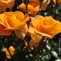 Beetrose 'Westzeit®', Orange-aprikot Bis Rosa, Topf 6 Liter -Naturgrün Verkaufsgeschäft 0460200487 Beetrose Westzeit RGB Copyright NEU 42091