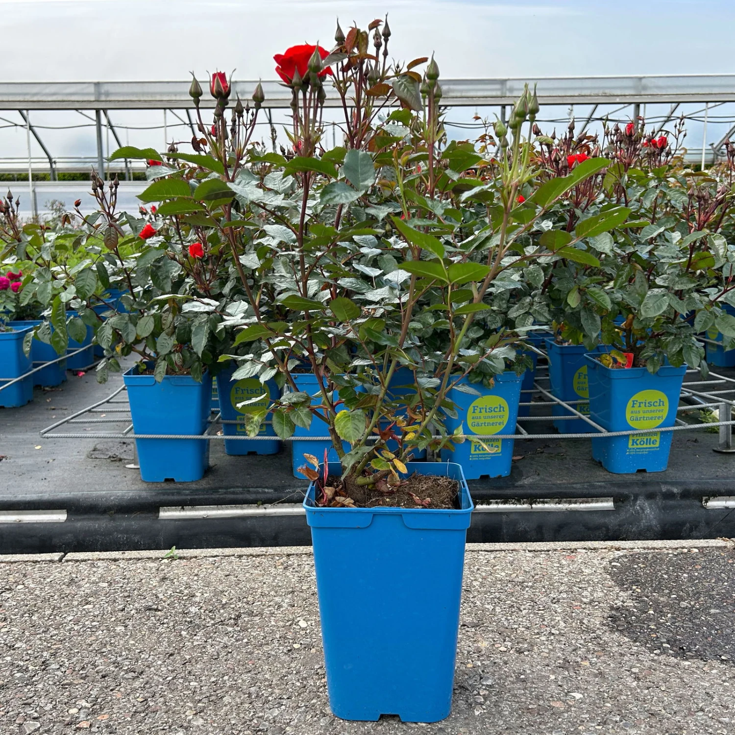 Beetrose 'Westpoint'®, Blutorange, Topf 6 Liter 5 Beetrose 'Westpoint'®, Blutorange, Topf 6 Liter – Bild 5