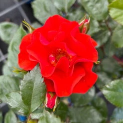 Beetrose 'Westpoint'®, Blutorange, Topf 6 Liter 11 Beetrose 'Westpoint'®, Blutorange, Topf 6 Liter -Naturgrün Verkaufsgeschäft 0460200782 Westpoint Beetrose blutorange 4 126466