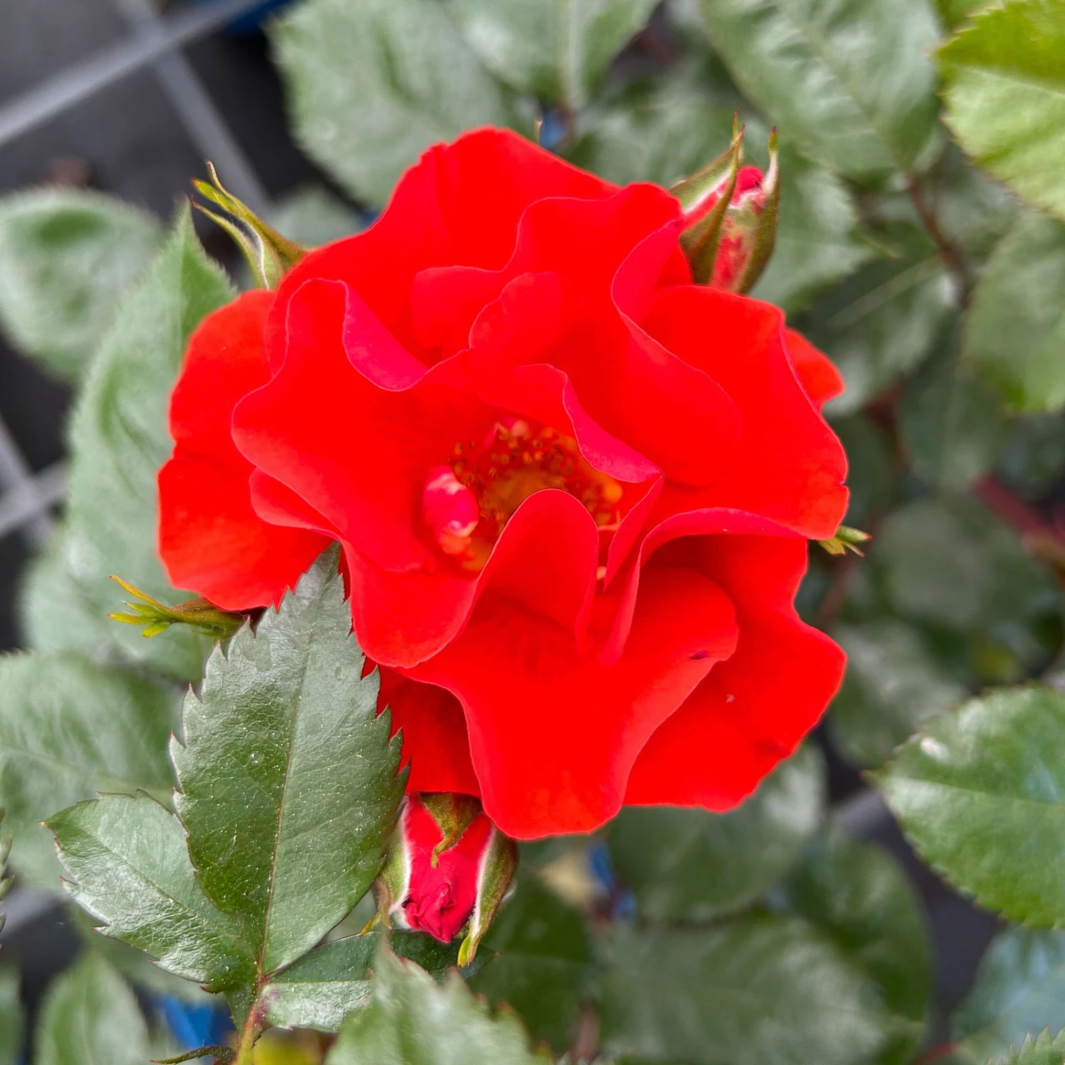 Beetrose 'Westpoint'®, Blutorange, Topf 6 Liter 3 Beetrose 'Westpoint'®, Blutorange, Topf 6 Liter – Bild 3