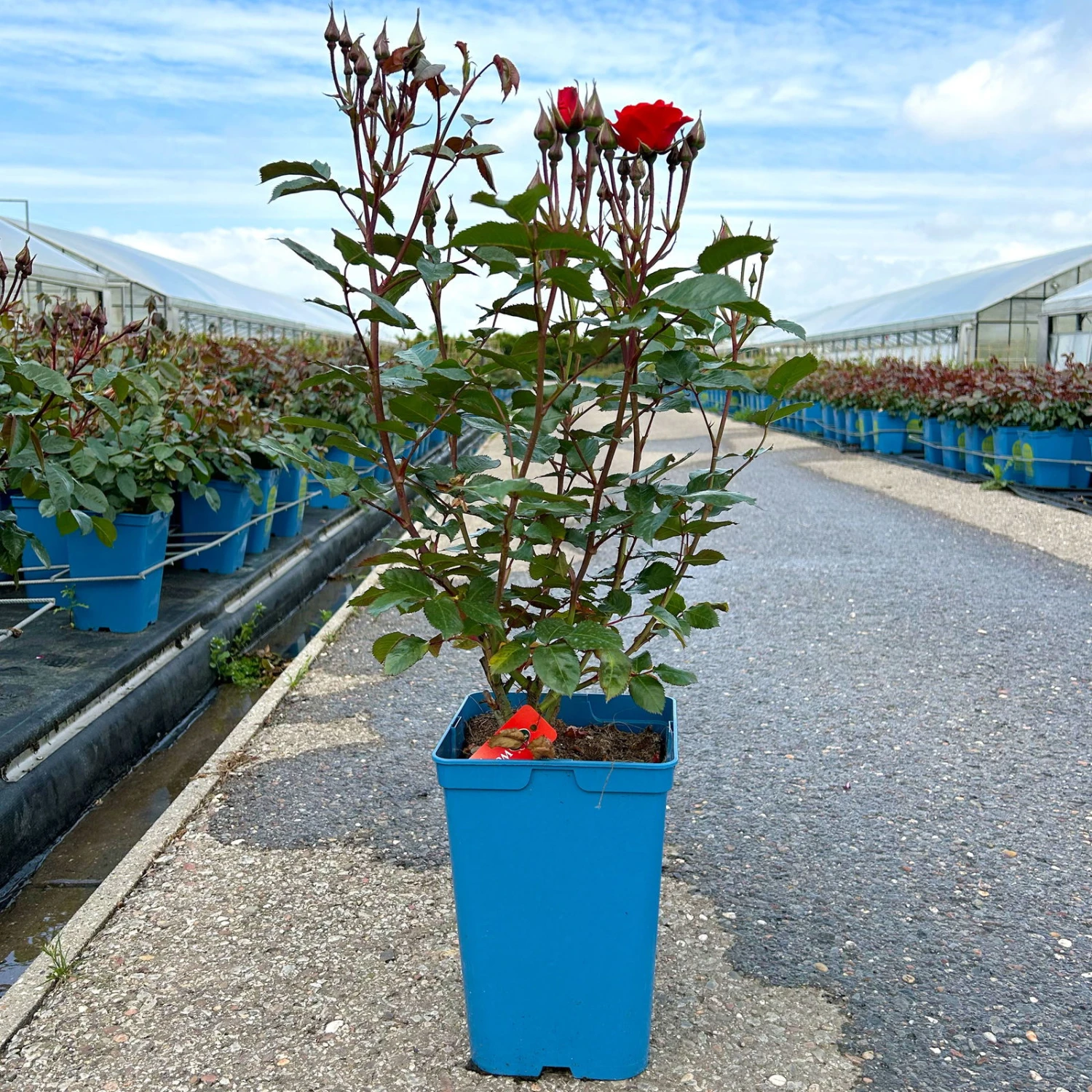 Beetrose 'Westpoint'®, Blutorange, Topf 6 Liter 1 Beetrose 'Westpoint'®, Blutorange, Topf 6 Liter