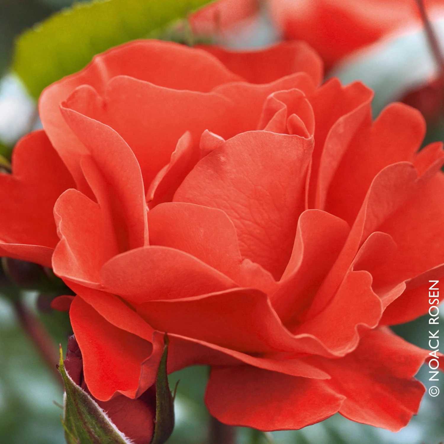 Beetrose 'Westpoint'®, Blutorange, Topf 6 Liter 2 Beetrose 'Westpoint'®, Blutorange, Topf 6 Liter – Bild 2