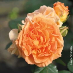 Beetrose 'Timeless®', Ambergelb, Topf 6 Liter -Naturgrün Verkaufsgeschäft 0460200801 Beetrose Timeless RGB Copyright NEU 02 42096