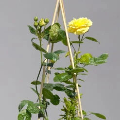 Duftende Beetrose 'Yellow Meilove®', Hellgelb, Topf 6 Liter -Naturgrün Verkaufsgeschäft 0460200845 beetrose yellow meilove premium 1 124087