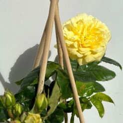 Duftende Beetrose 'Yellow Meilove®', Hellgelb, Topf 6 Liter -Naturgrün Verkaufsgeschäft 0460200845 beetrose yellow meilove premium 4 123891