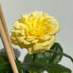 Duftende Beetrose 'Yellow Meilove®', Hellgelb, Topf 6 Liter -Naturgrün Verkaufsgeschäft 0460200845 beetrose yellow meilove premium 5 123892