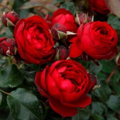 Stammrose 'Till Eulenspiegel®', Beetrose, Rot, Stammhöhe 60cm Im 7,5 Liter Topf -Naturgrün Verkaufsgeschäft 0460200857 KB Till Eulenspiegel Beetrose Co6lt rot1 75086