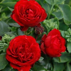 Stammrose 'Till Eulenspiegel®', Beetrose, Rot, Stammhöhe 60cm Im 7,5 Liter Topf -Naturgrün Verkaufsgeschäft 0460200857 KB Till Eulenspiegel Beetrose Co6lt rot 75087